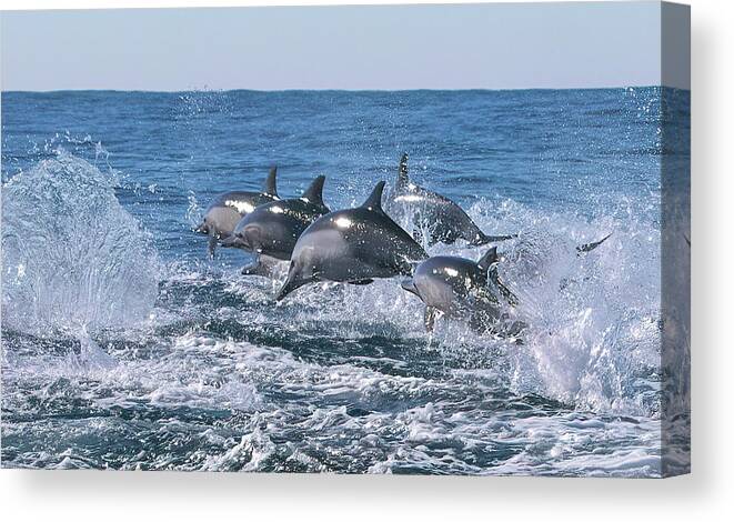 California Canvas Print featuring the photograph Dancing Dolphins by Cheryl Strahl