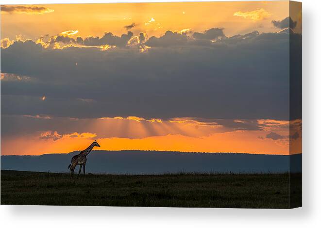 Giraffe Canvas Print featuring the photograph Giraffe At Sunset by Jie Fischer
