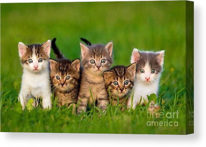 Small Canvas Print featuring the photograph Group Of Five Little Kittens Sitting by Grigorita Ko