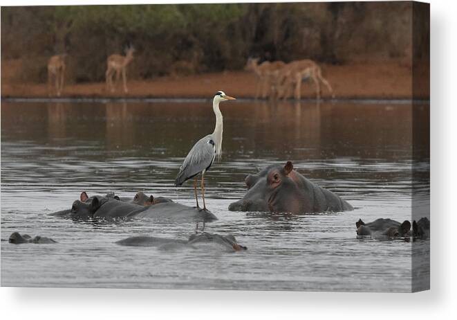 Hippos Canvas Print featuring the photograph Heron on a Hippo by Ben Foster