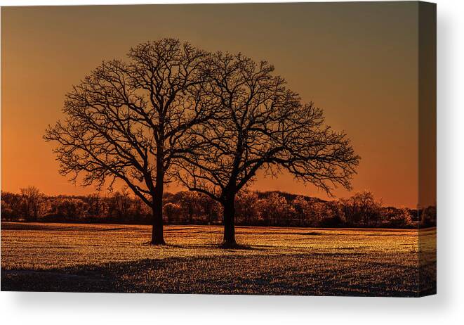 Oak Tree Twin Ice Glazed Coated Sparkle Diamond Sun Sunset Stubble Field Golden Yellow Wi Wisconsin Dane County Winter Cold High Resolution Large Image Farm Frozen Winter Snow Canvas Print featuring the photograph Ice-Glazed Twin Oaks and stubble field near Oregon WI backlit at sunset by Peter Herman
