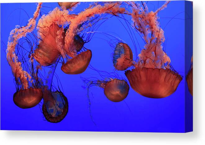 Underwater Canvas Print featuring the photograph Jellyfish by Ionut Iordache