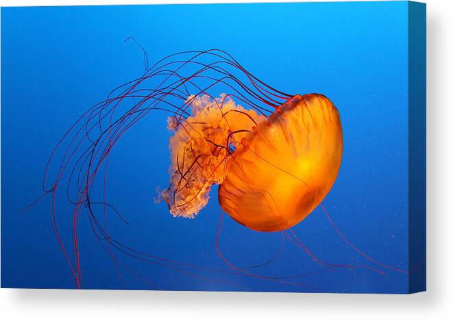 Orange Color Canvas Print featuring the photograph Jellyfish by Viviana Singh