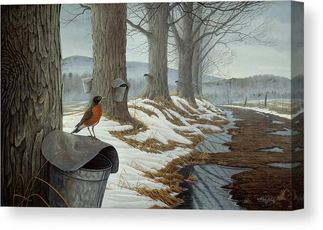 Robin Sitting On A Syrup Bucket That's Hanging On A Maple Tree Canvas Print featuring the painting March Into Spring by Wilhelm Goebel