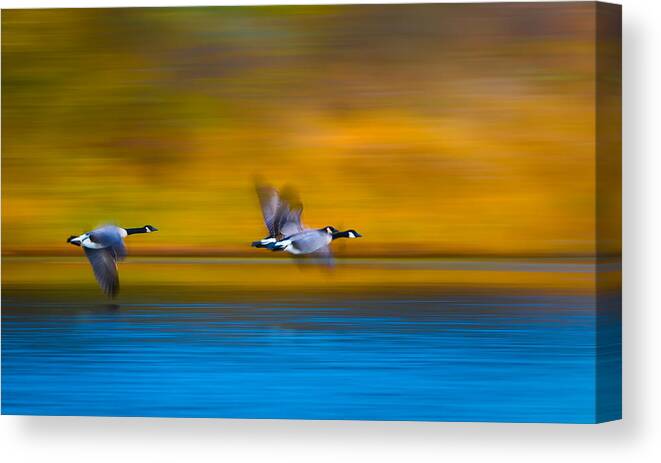 Panning Canvas Print featuring the photograph Mom, Dad, Wait For Me! by Kevin Wang