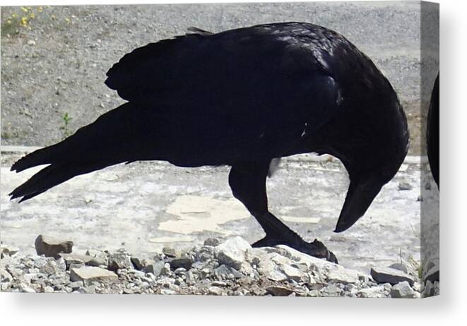 Raven. Black Canvas Print featuring the photograph Peck by Fred Bailey