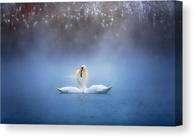 Swan Canvas Print featuring the photograph Snuggle by Annie Poreider