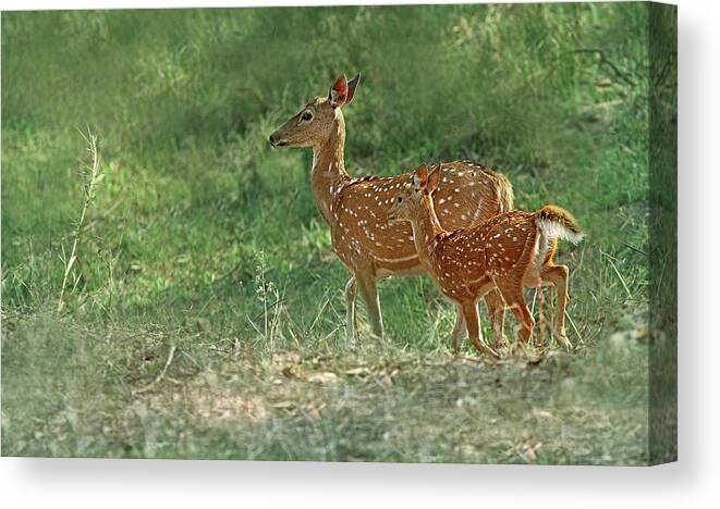 Grass Canvas Print featuring the photograph Spotted Deer by ©anaytarnekar