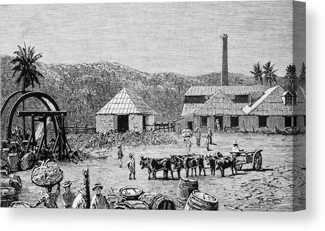 Farm Worker Canvas Print featuring the photograph Sugar Mills by Hulton Archive