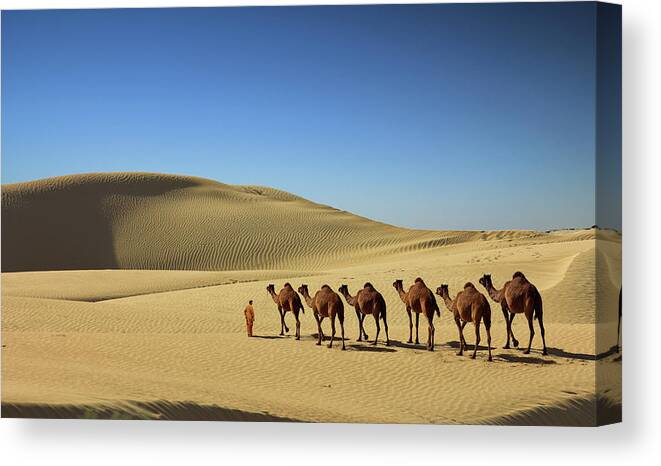 Working Animal Canvas Print featuring the photograph The Convoy Of Camel In Desert by Sm Rafiq Photography.
