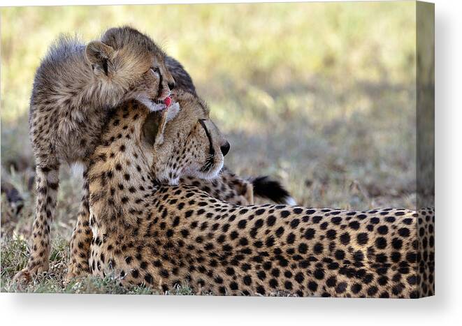 Cheetahs Canvas Print featuring the photograph The Lick by Giuseppe Damico