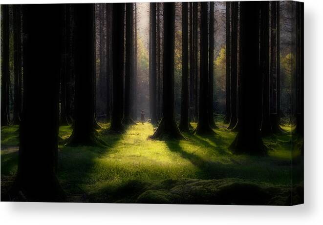 Forest Canvas Print featuring the photograph Trees Are Always A Relief by Srecko Jubic
