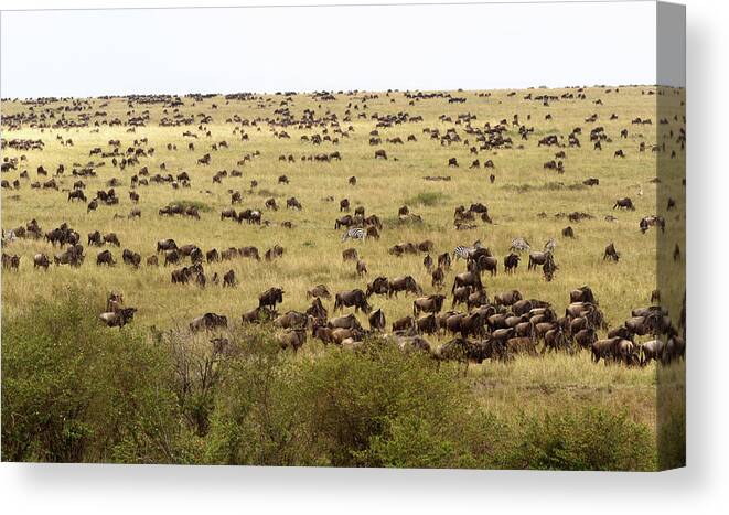 Horned Canvas Print featuring the photograph Wildebeest In The Plains Of Masai Mara by Richmatts