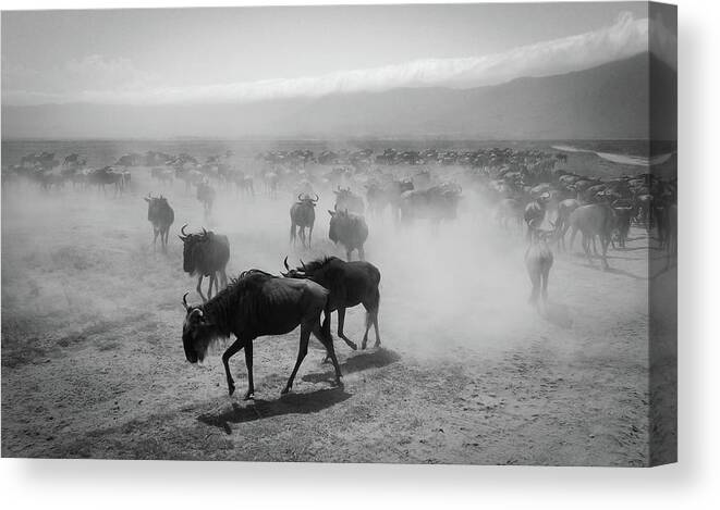 Horned Canvas Print featuring the photograph Wildebeests, Ngorongoro, Tanzania by Photography Taken By Ivan Dupont