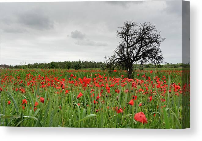 Poppy Anemone Canvas Print featuring the photograph Field full of red beautiful poppy anemone flowers and a lonely dry tree. Spring time, spring landscape Cyprus. by Michalakis Ppalis