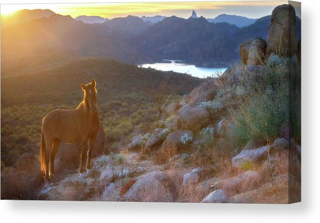 Stallion Canvas Print featuring the photograph Morning Mare. #2 by Paul Martin