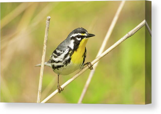 Warblers Canvas Print featuring the photograph Yellow-throated Warbler #2 by Julie Barrick