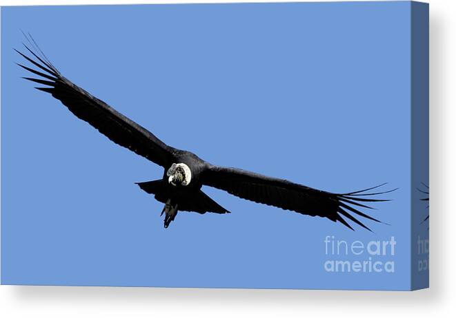 Andean Condor Canvas Print featuring the photograph Andean condor Vultur gryphus, in flight.k9 by Gilad Flesch