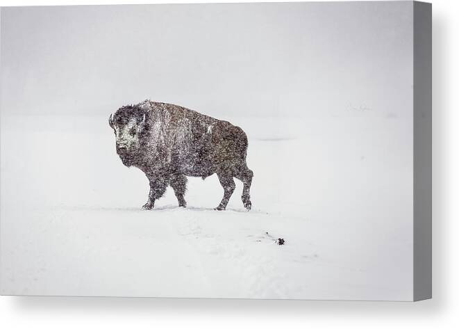 Buffalo Canvas Print featuring the photograph Buffalo in Yellowstone Winter by Craig J Satterlee