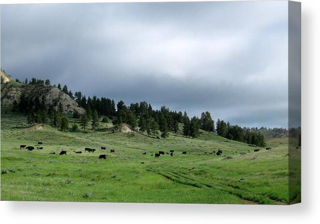 Cattle Canvas Print featuring the photograph Chasing Grass by Katie Keenan