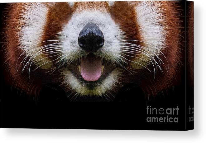 Red Panda Canvas Print featuring the digital art Cute Red Panda Face by Laura Ostrowski