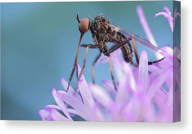 Biology Canvas Print featuring the photograph Dance Fly by Paul Bertner