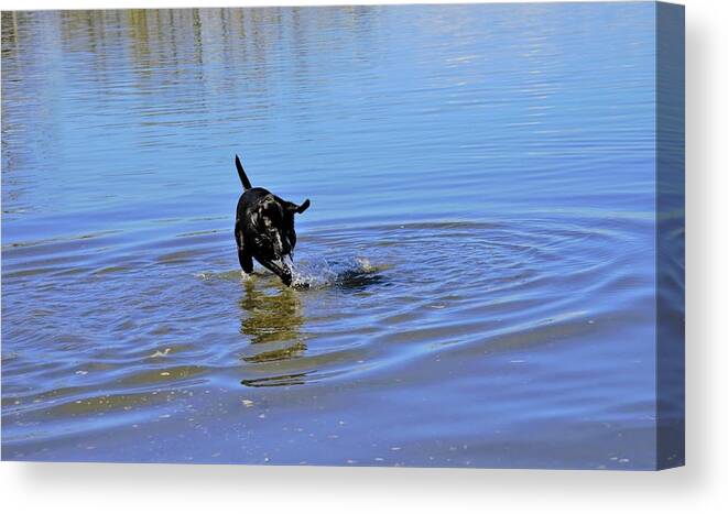Lab Canvas Print featuring the photograph Dog Days of Summer by James Cousineau