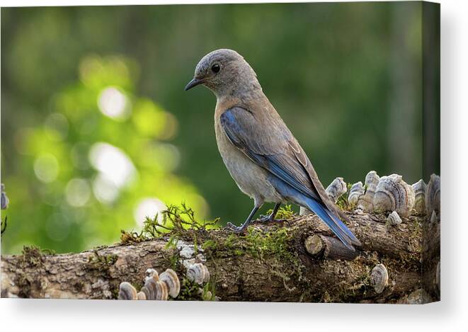 Bluebird Canvas Print featuring the photograph Early Morning Feeding by Jean Noren