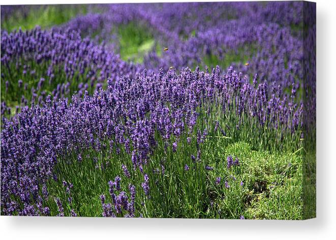 Purple Canvas Print featuring the photograph Field of Purple Flowers by Dart Humeston