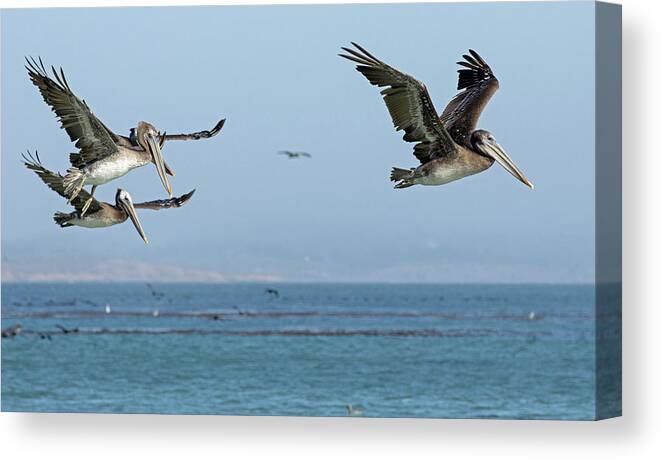 Pelican Canvas Print featuring the photograph Flight of the Pelicans by Sue Cullumber