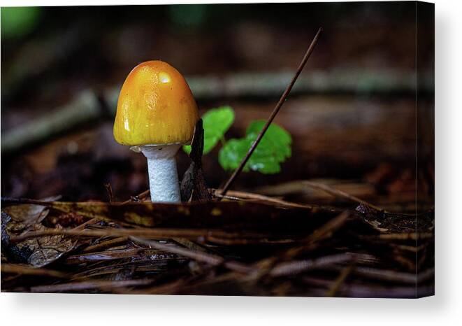 Mushroom Canvas Print featuring the photograph Gold Mushroom by Randy Bayne