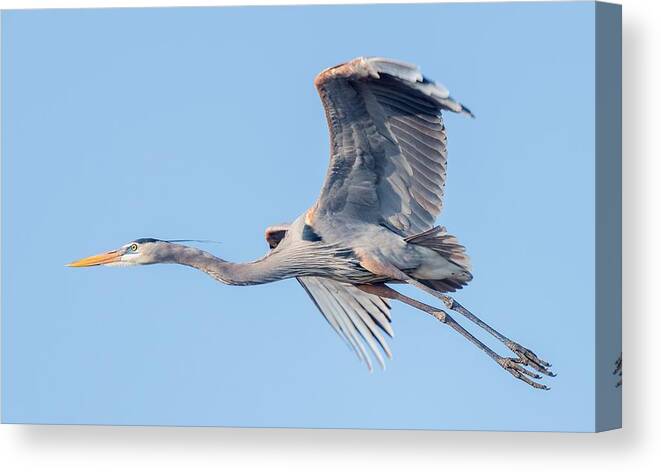 Great Blue Heron Canvas Print featuring the photograph Great Blue Heron Flying with its Wings Spread by Puttaswamy Ravishankar