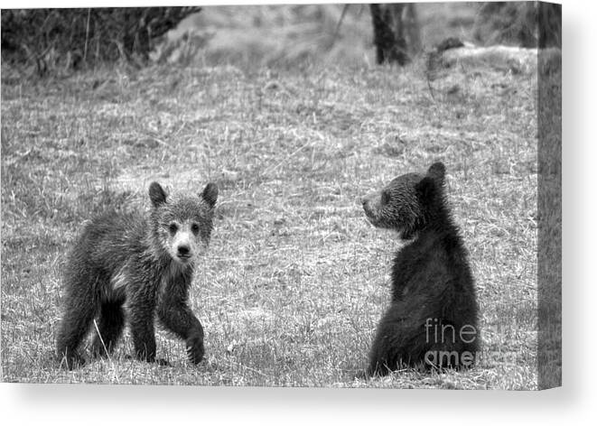 Grizzly Canvas Print featuring the photograph Grizzly Buddies Black And White by Adam Jewell