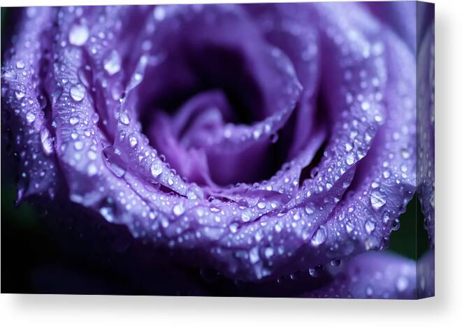 Blossom Canvas Print featuring the photograph Into The Rose by Federico Pico