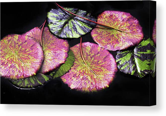Lily Pad. Pond Canvas Print featuring the photograph Lily Pond Jewels Afloat by Jessica Jenney
