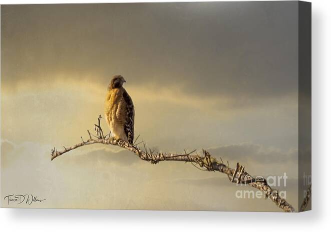 Wildlife Canvas Print featuring the photograph Morning Hawk by Theresa D Williams