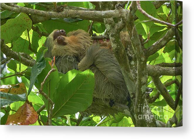 Costa Rica Canvas Print featuring the photograph Mother's Love by Brian Kamprath