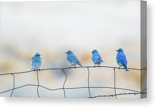 Mountain Bluebird Canvas Print featuring the photograph Mountain Bluebirds 5 by Rick Mosher