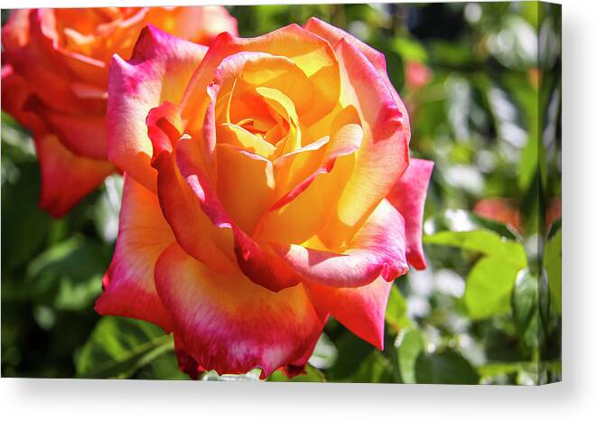 Apricot Canvas Print featuring the photograph Peaceful Rose by Dawn Richards