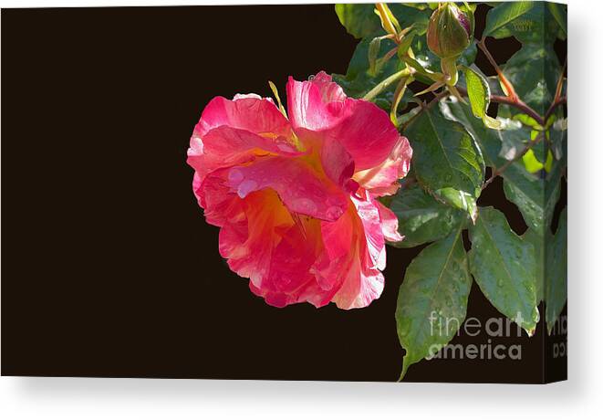 Roses Canvas Print featuring the photograph Pink Disney Rose out of black by Brian Watt