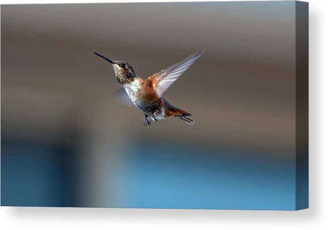 Hummingbird Canvas Print featuring the photograph Rufus Hummingbird by Rick Mosher