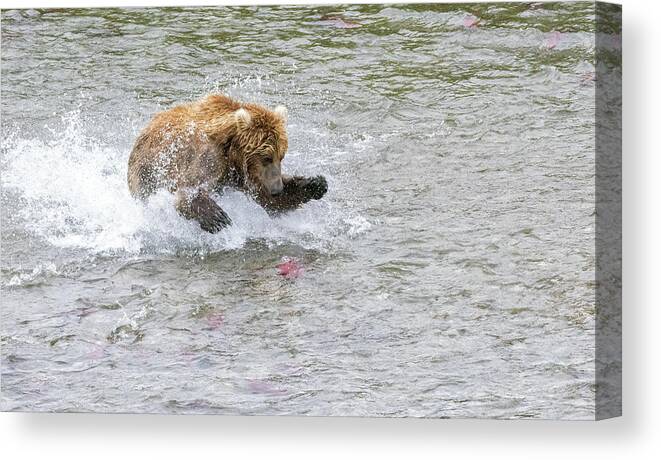 Alaska Canvas Print featuring the photograph Salmon in Sight by Cheryl Strahl