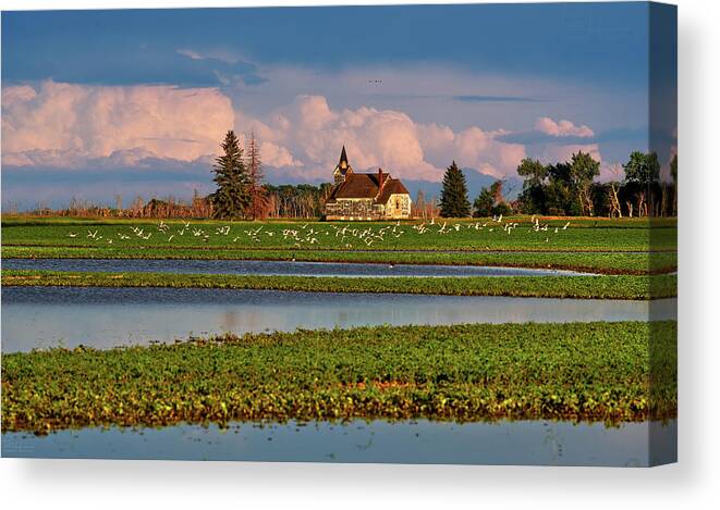 Church Canvas Print featuring the photograph Seagull Paradise at Big Coulee Lutheran Church ND by Peter Herman