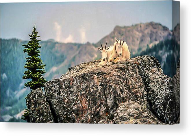 Olympic National Park Canvas Print featuring the photograph Sharing Rest Spot by Doug Scrima
