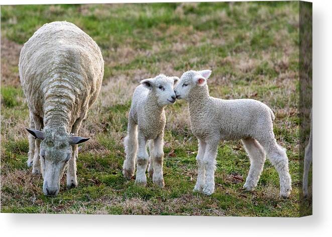 Sheep Canvas Print featuring the photograph Sweet Family by Lara Morrison