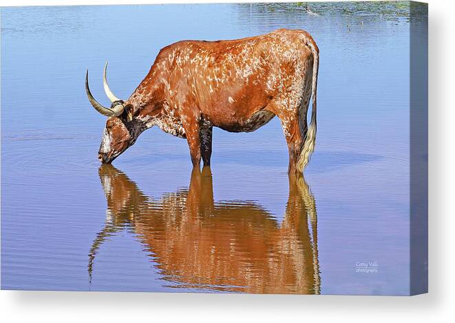 Texas Longhorn Cow Picture Canvas Print featuring the photograph Texas longhorn cow in Texas by Cathy Valle