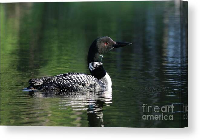 Common Loon Canvas Print featuring the photograph The Beauty of a Maine Loon by Sandra Huston