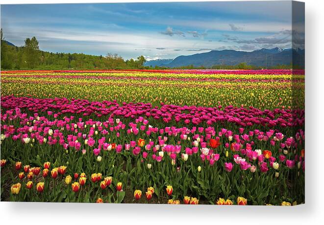 Alex Lyubar Canvas Print featuring the photograph Tulip festival - field of flowers by Alex Lyubar