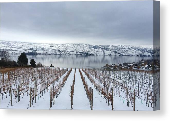 Kelowna Canvas Print featuring the photograph Vines in winter by Stephanie Conn