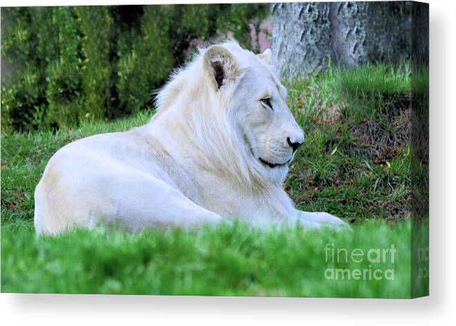 Lion Canvas Print featuring the photograph White Lion male by Elaine Manley
